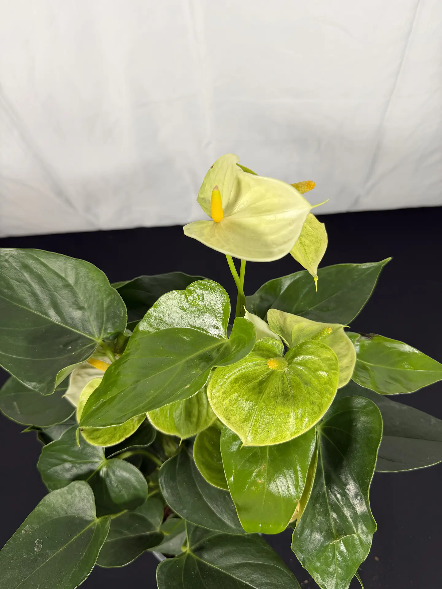 Antúrio Amarelo  1