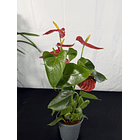 Antúrio Vermelho  2