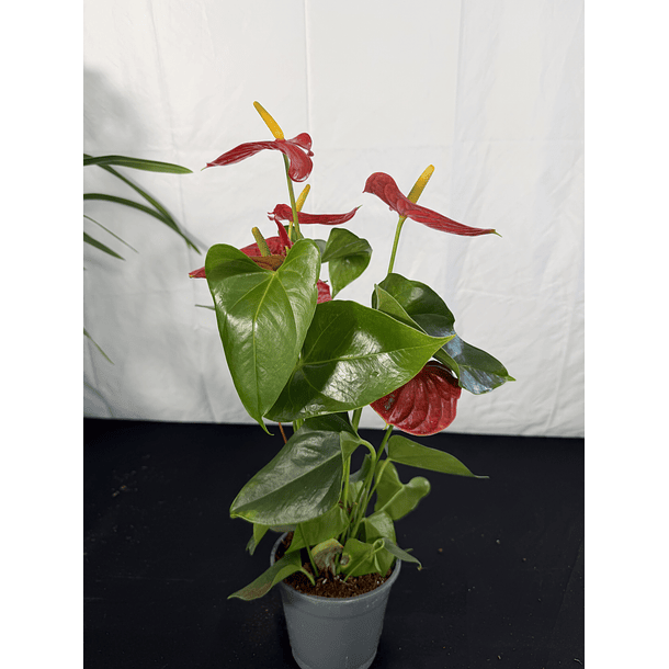 Antúrio Vermelho  2