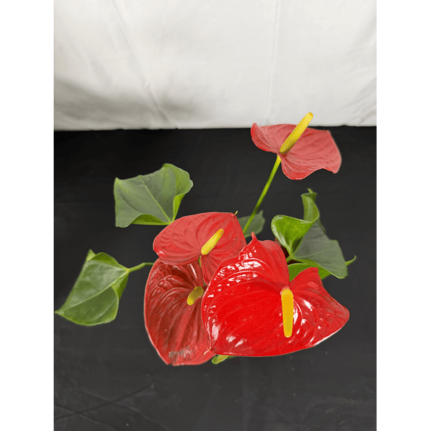 Antúrio Vermelho  1