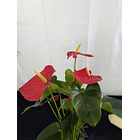 Antúrio Vermelho  3