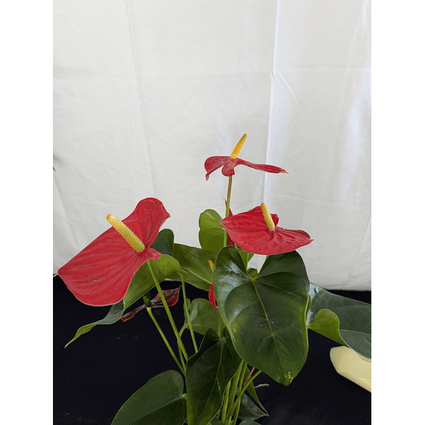 Antúrio Vermelho  3