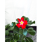 Rosa do deserto (adenium)  Vermelha e Rosa Sem Flor 2