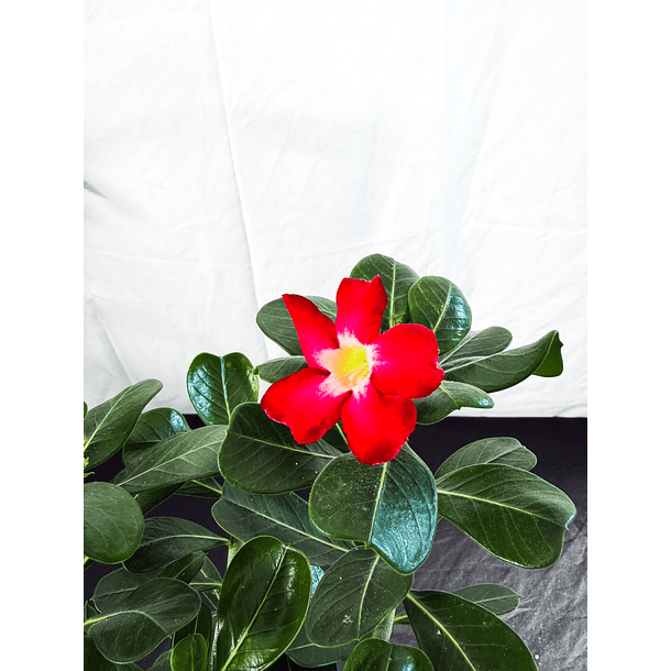 Rosa do deserto (adenium)  Vermelha e Rosa Sem Flor 2