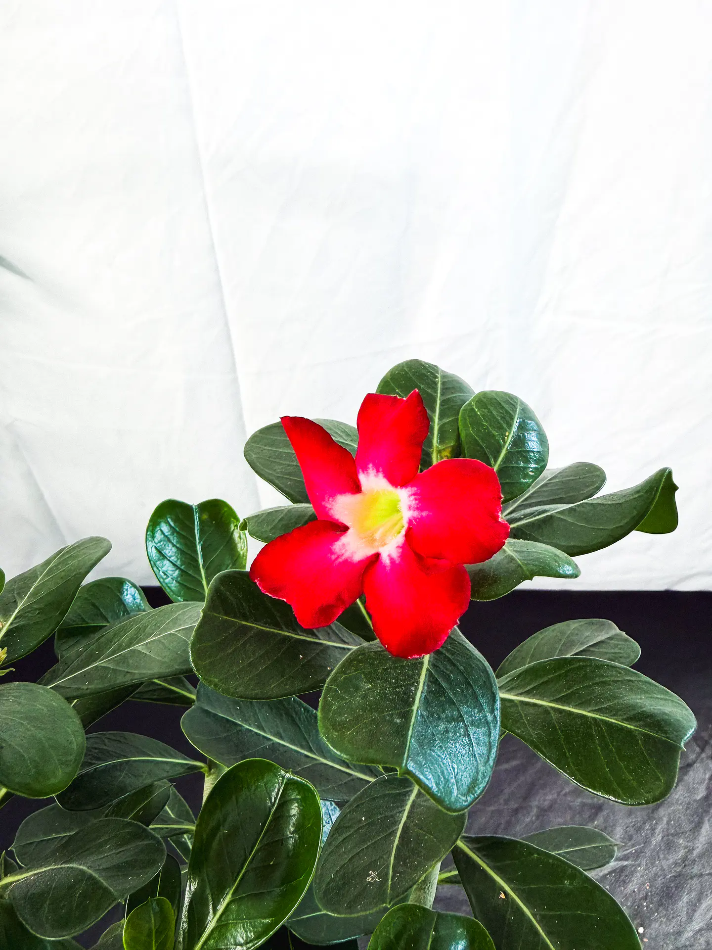 Rosa do deserto (adenium)  Vermelha e Rosa Sem Flor 2