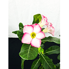 Rosa do deserto (adenium)  Vermelha e Rosa Sem Flor 3