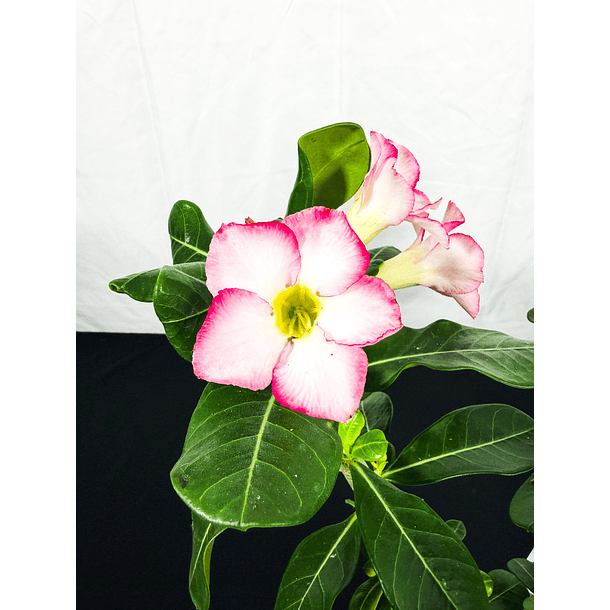 Rosa do deserto (adenium)  Vermelha e Rosa Sem Flor 3