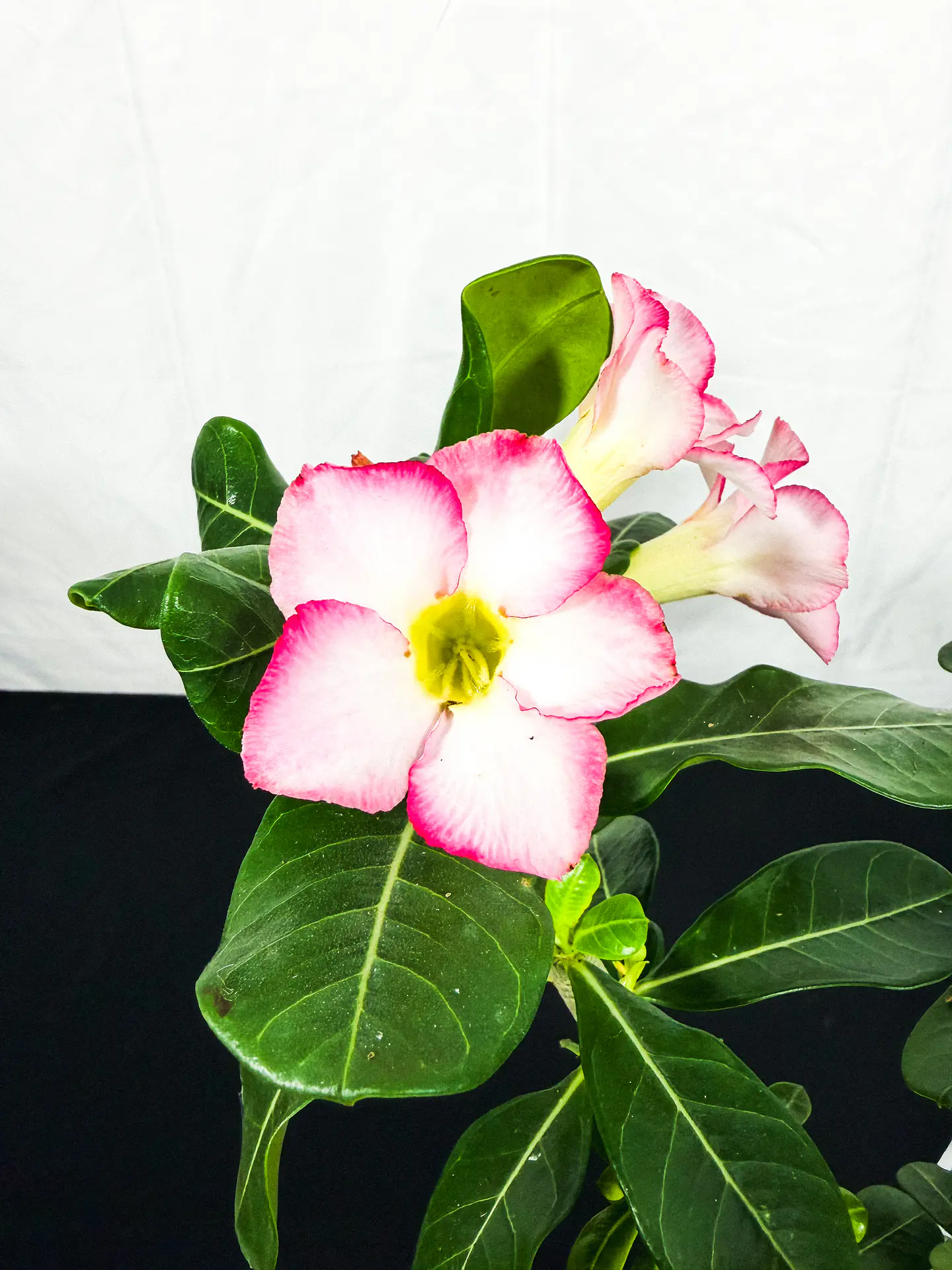 Rosa do deserto (adenium)  Vermelha e Rosa Sem Flor 3
