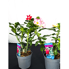 Rosa do deserto (adenium)  Vermelha e Rosa Sem Flor 1