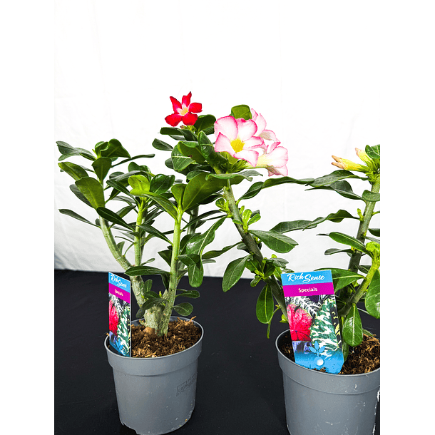 Rosa do deserto (adenium)  Vermelha e Rosa Sem Flor 1