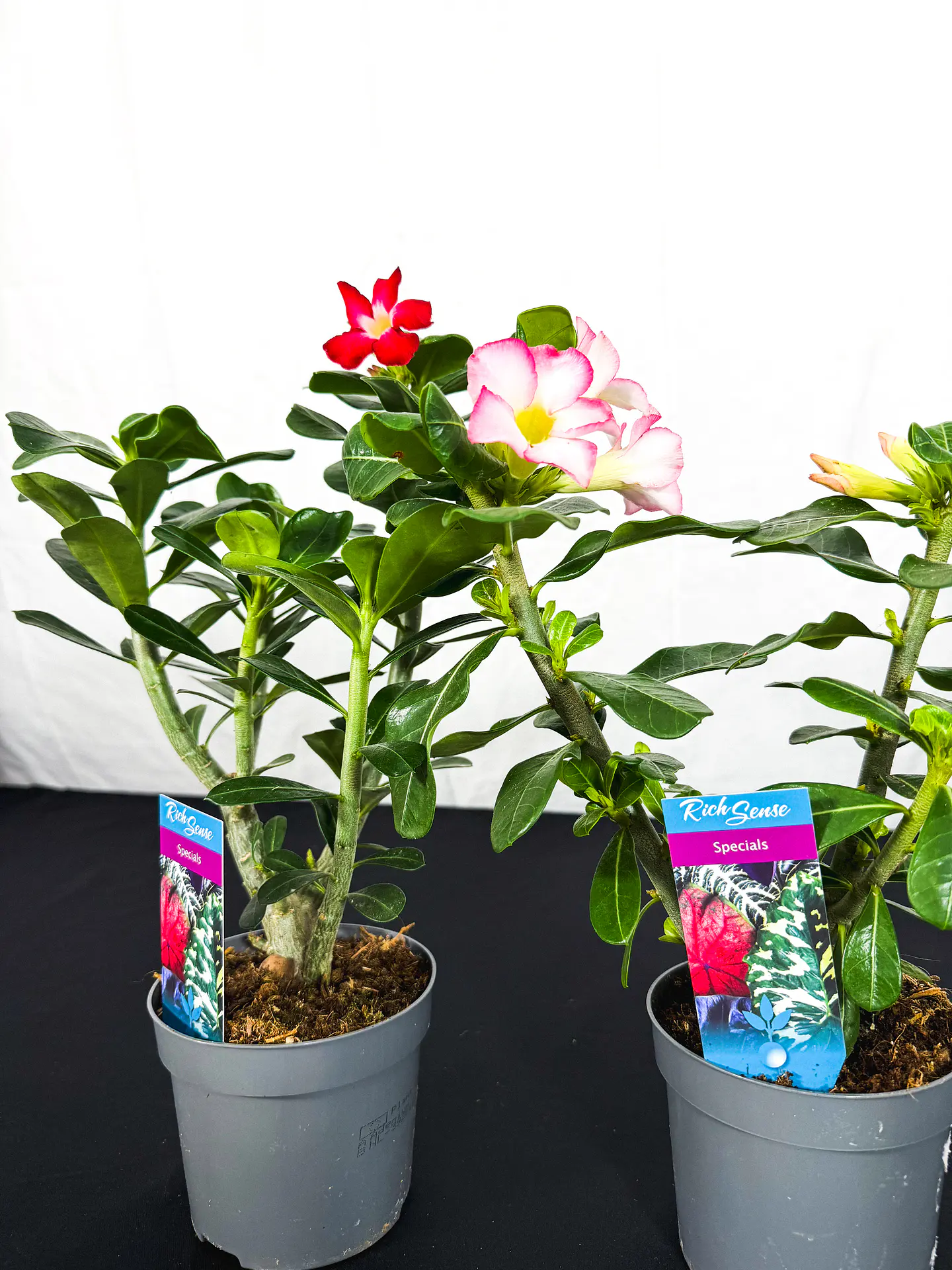 Rosa do deserto (adenium)  Vermelha e Rosa Sem Flor 1