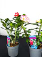 Rosa do deserto (adenium)  Vermelha e Rosa Sem Flor - Thumbnail 1