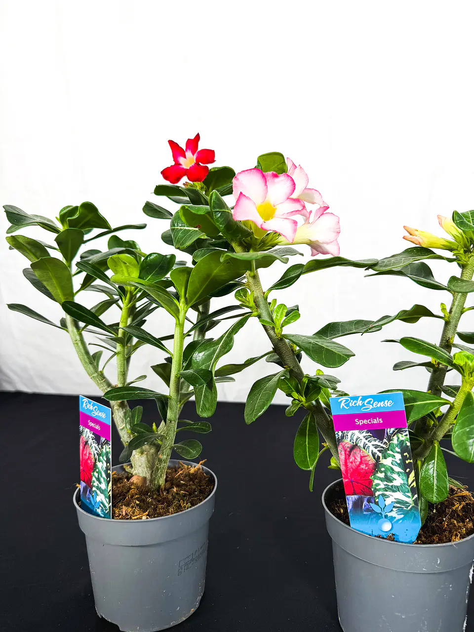 Rosa do deserto (adenium)  Vermelha e Rosa Sem Flor 1