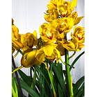 Orquídea Cymbidium em Fim de Floração (OPORTUNIDADE) 1