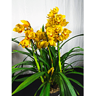 Orquídea Cymbidium em Fim de Floração (OPORTUNIDADE) 2
