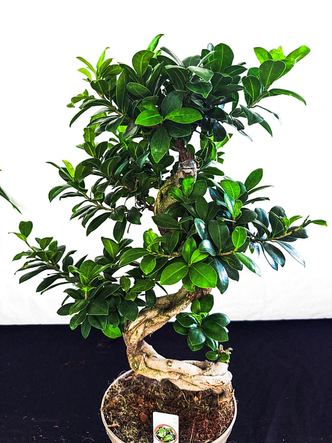 Bonsai Ficus 70cm Grande 