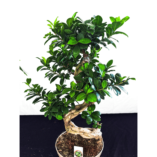 Bonsai Ficus 70cm