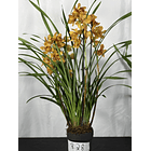 REF. 28- “Majolica” 3/4 hastes florais 1