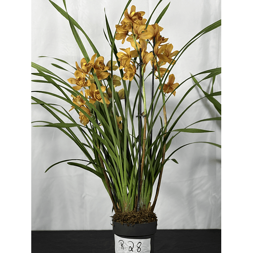 REF. 28- “Majolica” 3/4 hastes florais