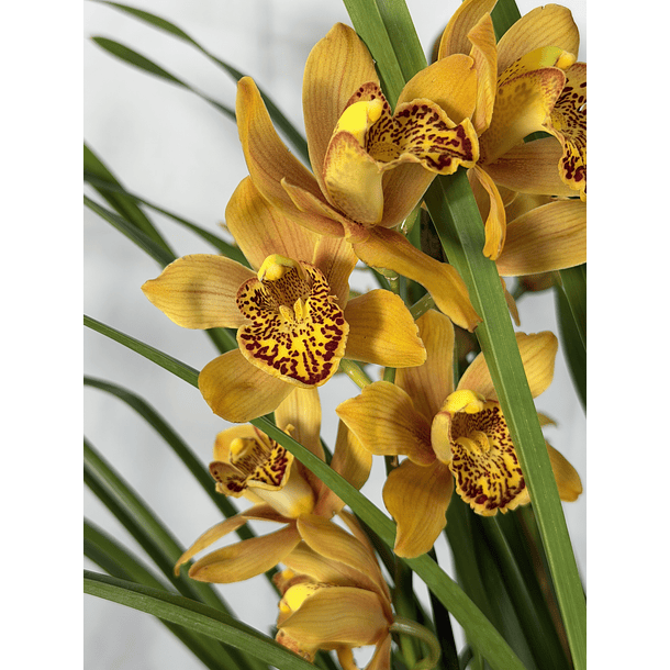 REF. 28- “Majolica” 3/4 hastes florais 2