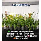 • PACK MISTÉRIO: 10 vasos+ 1 🌸 Oferta: 1 com flor GRÁTIS (cor aleatória!) + 🚚 envio grátis!  1