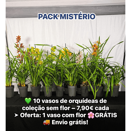 • PACK MISTÉRIO: 10 vasos+ 1 🌸 Oferta: 1 com flor GRÁTIS (cor aleatória!) + 🚚 envio grátis! 
