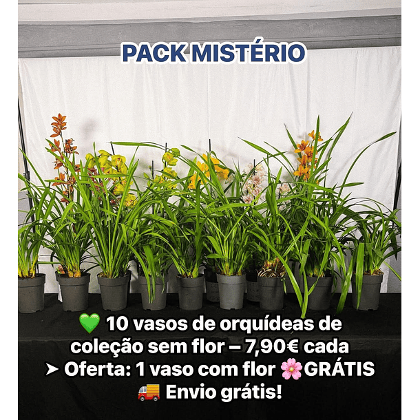 • PACK MISTÉRIO: 10 vasos+ 1 🌸 Oferta: 1 com flor GRÁTIS (cor aleatória!) + 🚚 envio grátis!  1