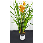 Cymbidium Laranja de Flor Média 1 Haste Fim de Floração 2