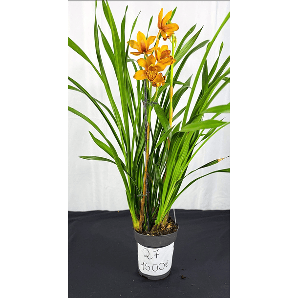 Cymbidium Laranja de Flor Média 1 Haste Fim de Floração 2