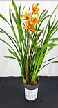 Cymbidium Laranja de Flor Média 1 Haste Fim de Floração - Thumbnail 2