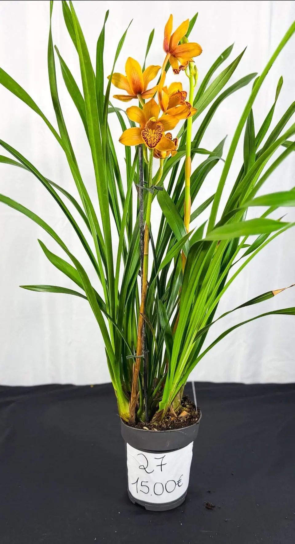 Cymbidium Laranja de Flor Média 1 Haste Fim de Floração 2