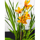 Cymbidium Laranja de Flor Média 1 Haste Fim de Floração 1