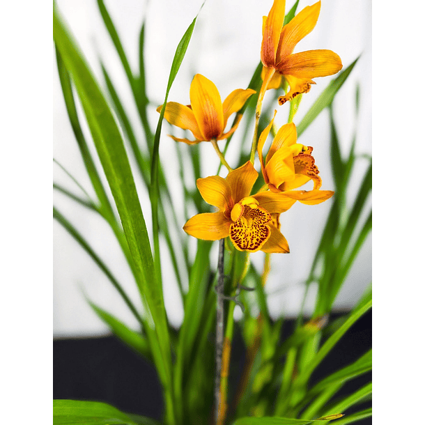 Cymbidium Laranja de Flor Média 1 Haste Fim de Floração 1