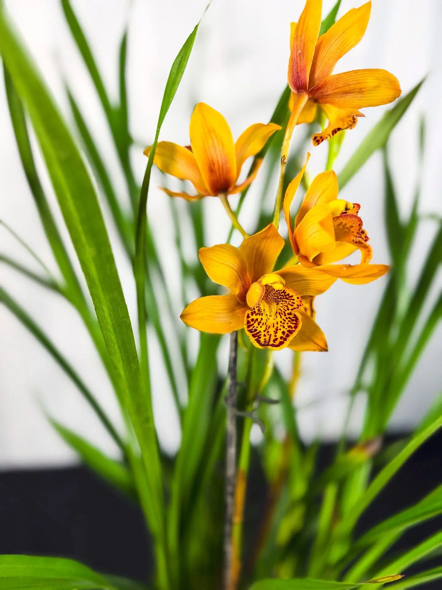 Cymbidium Laranja de Flor Média 1 Haste Fim de Floração 1