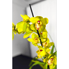 Cymbidium Verde c/ labelo laranja Flor Grande 3-4 Hastes 1