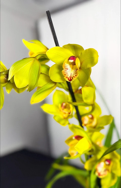 Cymbidium Verde c/ labelo laranja Flor Grande  2 hastes 