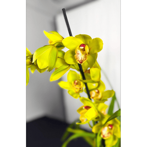 Cymbidium Verde c/ labelo laranja Flor Grande 3-4 Hastes 1