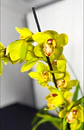 Cymbidium Verde c/ labelo laranja Flor Grande  2 hastes  - Miniatura 1