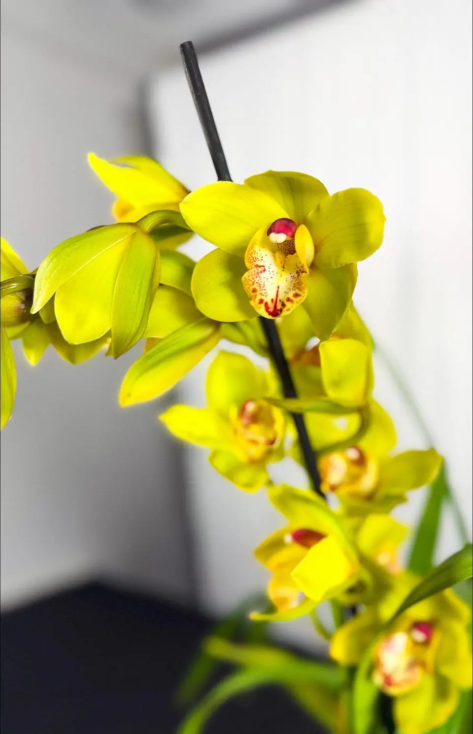 Cymbidium Verde c/ labelo laranja Flor Grande  2 hastes  1