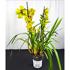Cymbidium Verde c/ labelo laranja Flor Grande 3-4 Hastes 2