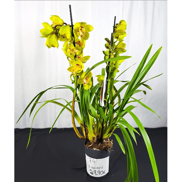 Cymbidium Verde c/ labelo laranja Flor Grande 3-4 Hastes 2