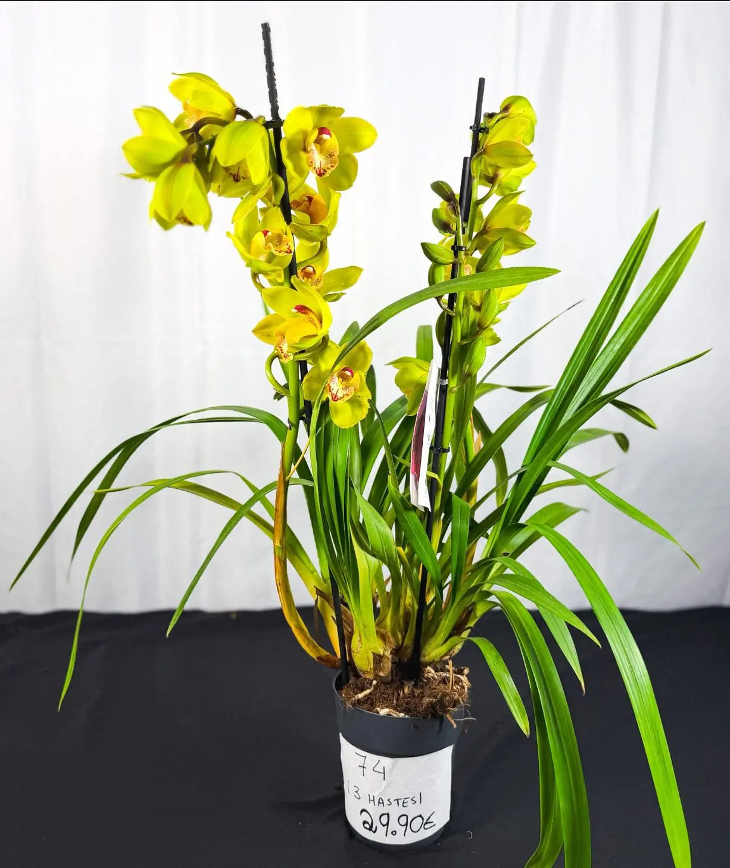 Cymbidium Verde c/ labelo laranja Flor Grande  2 hastes  2