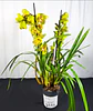 Cymbidium Verde c/ labelo laranja Flor Grande  2 hastes  - Miniatura 2