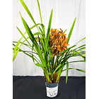 Cymbidium Laranja c/labelo bordô 4-5  Hastes 2