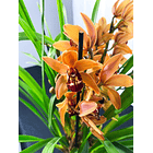 Cymbidium Laranja c/labelo bordô 4-5  Hastes 1