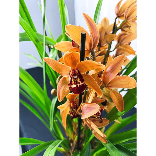 Cymbidium Laranja c/labelo bordô 4-5  Hastes 1