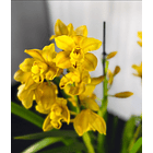 Cymbidium Amarelo c/ matizado laranja  3-4 hastes  1