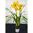 Cymbidium Amarelo c/ matizado laranja  3-4 hastes  2