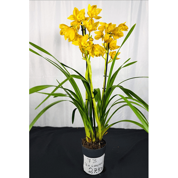 Cymbidium Amarelo c/ matizado laranja  3-4 hastes  2