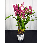 Cymbidium Rosa c/ labelo branco laranja Flor XXL 3-5 Hastes 2